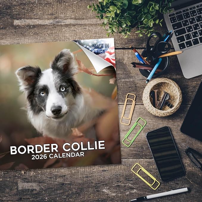 Border Collie Calendar 2026 by MegaCalendars – Monthly Dog Breed Wall Calendar, Made in USA