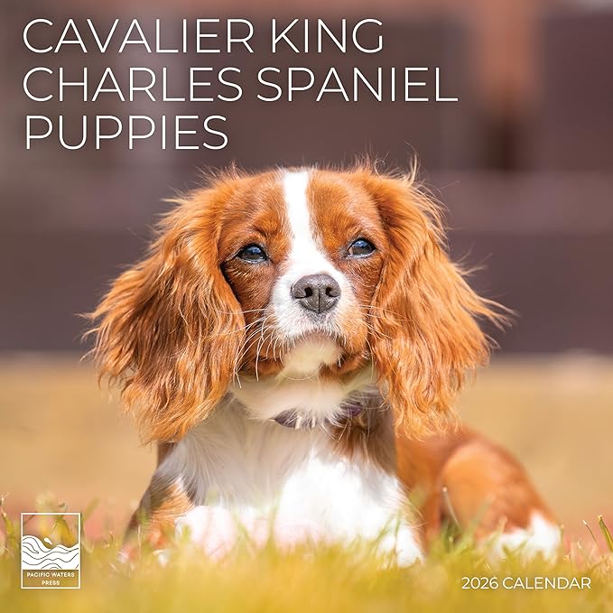 Cavalier Puppy 2026 Wall Calendar | 12" x 24" Open | Dog Photography Thick & Sturdy Paper for Organizing & Planning | Office Kitchen Decor or Gift | Pacific Waters Press (Cavalier King Charles Spaniel Puppies)