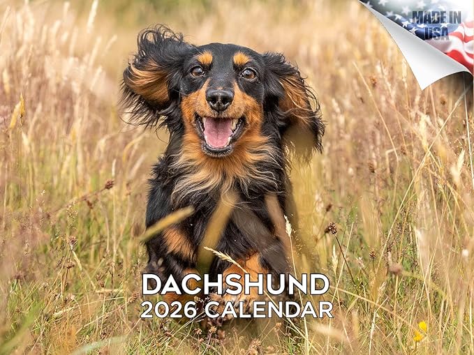 2025 2026 Dachshund Calendar - Dog Breed Monthly Wall Calendar - 12" x 18" Open - Thick No-Bleed Paper - Giftable - Academic Teacher's Planner Calendar Organizing & Planning - Made in USA