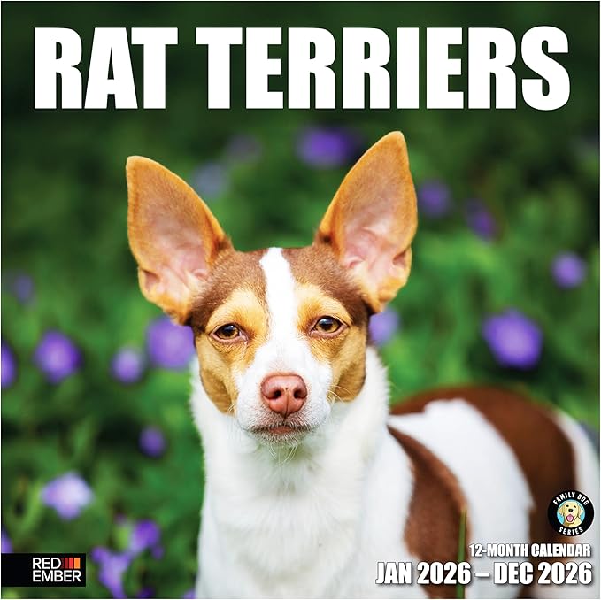 RED EMBER Rat Terriers 2026 Wall Calendar 12 Month | 12" x 24" Open | Thick & Sturdy Paper | Giftable | Cute Puppy Dog Calendar 2026