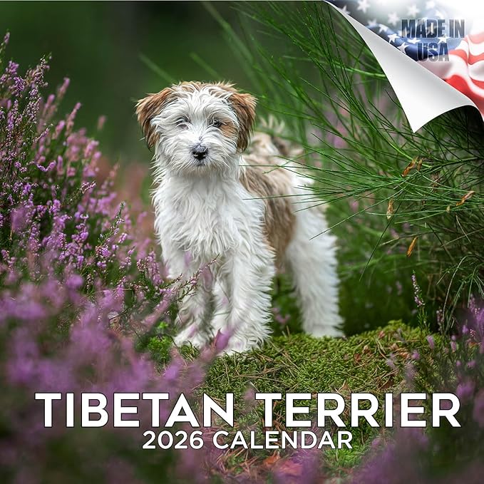 Tibetan Terrier Calendar 2026 by MegaCalendars – Monthly Dog Breed Wall Calendar, Made in USA