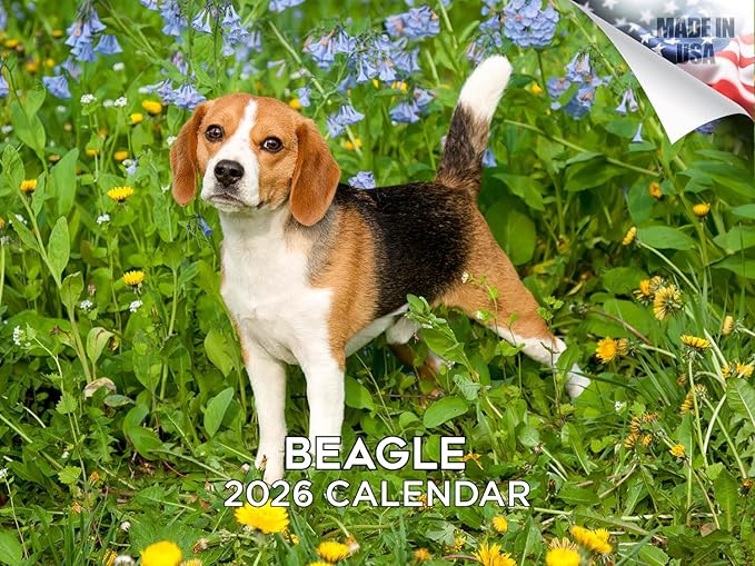 2025 2026 Beagle Calendar - Dog Breed Monthly Wall Calendar - 12" x 18" Open - Thick No-Bleed Paper - Giftable - Academic Teacher's Planner Calendar Organizing & Planning - Made in USA