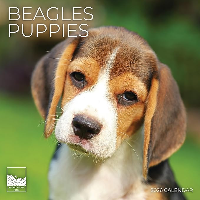 Beagle Puppy 2026 Wall Calendar | 12" x 24" Open | Dog Calendar Photography Thick & Sturdy Paper for Planning | Office Kitchen Decor or Gift | Pacific Waters Press (Beagle Puppies)