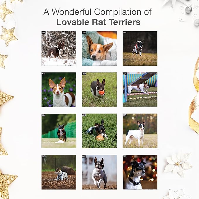 RED EMBER Rat Terriers 2026 Wall Calendar 12 Month | 12" x 24" Open | Thick & Sturdy Paper | Giftable | Cute Puppy Dog Calendar 2026