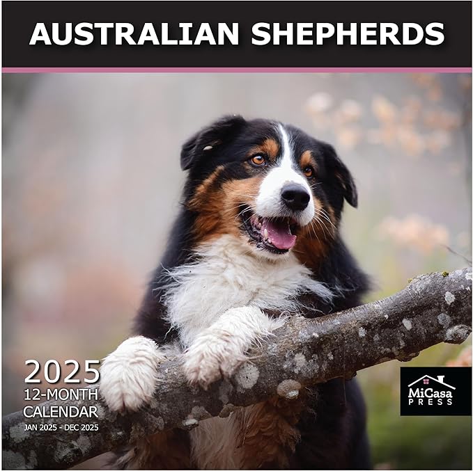 MICASA PRESS - Australian Shepherds 2025 Wall Calendar 12 Month | 12" x 24" Open | Thick & Sturdy Paper | Giftable | Calendar 2025