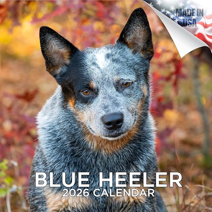 Blue Heeler Dog Calendar 2026 by MegaCalendars – Monthly Dog Breed Wall Calendar, Made in USA