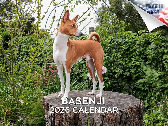 2025 2026 Basenji Calendar - Dog Breed Monthly Wall Calendar - 12" x 18" Open - Thick No-Bleed Paper - Giftable - Academic Teacher's Planner Calendar Organizing & Planning - Made in USA