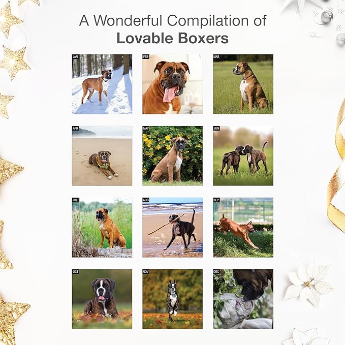 RED EMBER Select - Boxers 2026 Wall Calendar 12 Month | 12" x 24" Open | Thick & Sturdy Paper |Giftable | Cute Puppy Dog Calendar 2026