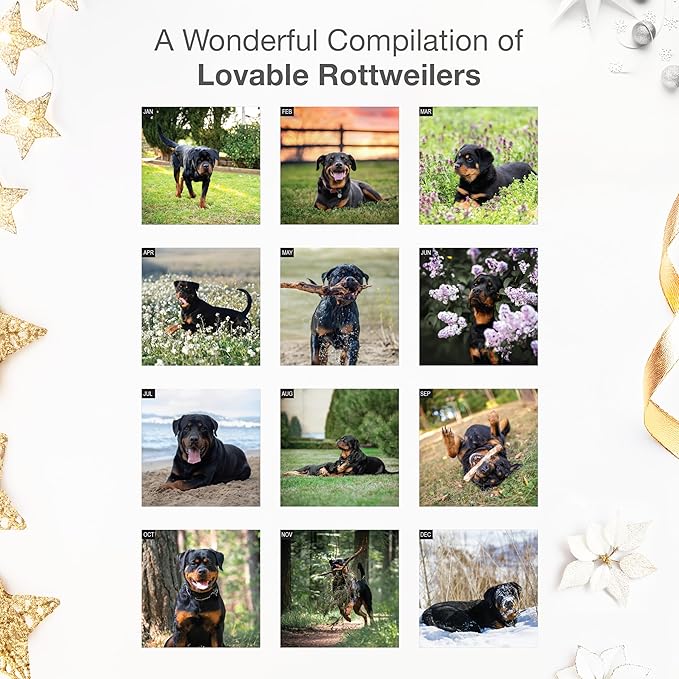 RED EMBER Select - Rottweilers 2026 Wall Calendar 12 Month | 12" x 24" Open | Thick & Sturdy Paper | Giftable | Cute Puppy Dog Calendar 2026