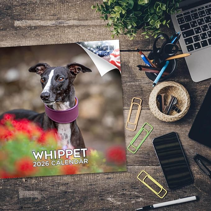 Whippet Calendar 2026 by MegaCalendars – Monthly Dog Breed Wall Calendar, Made in USA