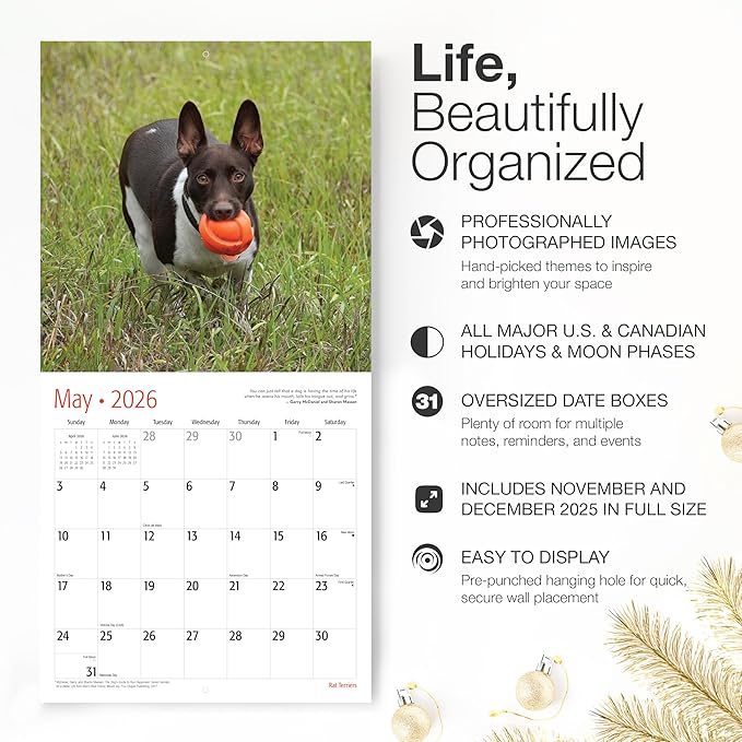 RED EMBER Rat Terriers 2026 Wall Calendar 12 Month | 12" x 24" Open | Thick & Sturdy Paper | Giftable | Cute Puppy Dog Calendar 2026
