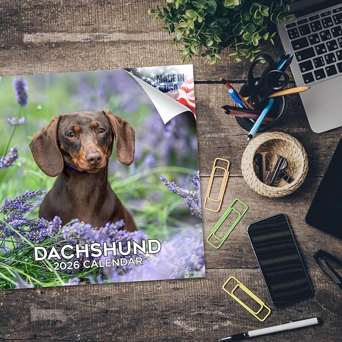 Dachshund Calendar 2026 by MegaCalendars – Monthly Dog Breed Wall Calendar, Made in USA