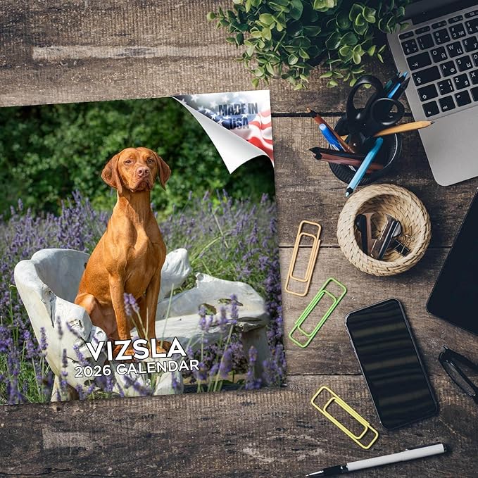 Vizsla Calendar 2026 by MegaCalendars – Monthly Dog Breed Wall Calendar, Made in USA