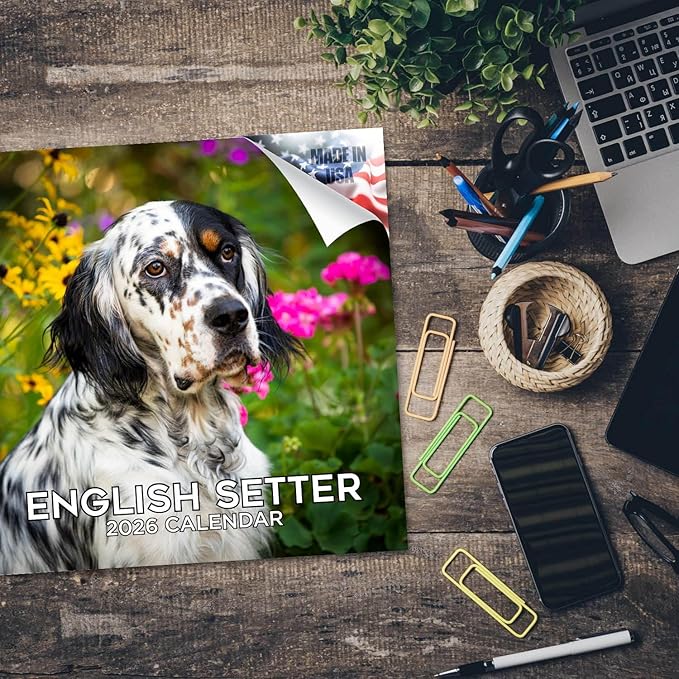 English Setter Calendar 2026 by MegaCalendars – Monthly Dog Breed Wall Calendar, Made in USA
