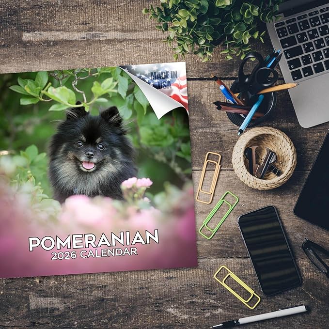 Pomeranian Calendar 2026 – 16-Month Dog Breed Wall Calendar by MegaCalendars – Large Daily Blocks, Thick No-Bleed Paper, Made in USA