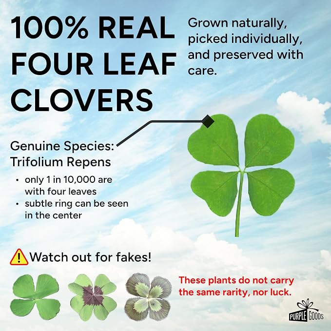 Real Four Leaf Clover Good Luck Charm - Bookmark Gift for Book Lovers - 4 Leaf Clover Symbolizing Hope, Faith, Love & Luck - Waterproof Lamination for Long Lasting Luck - Purple Case - 3.37" x 2.13"