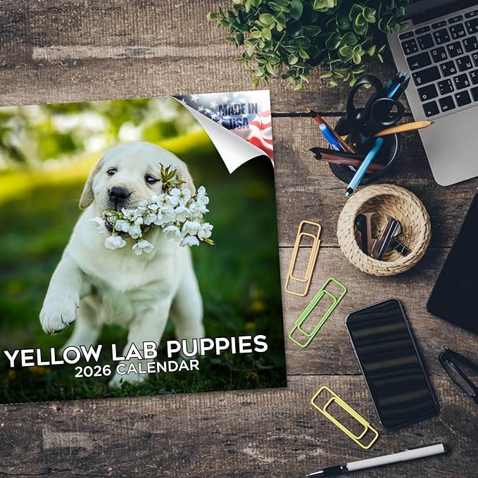 Labrador Pups Yellow Calendar 2026 by MegaCalendars – Monthly Dog Breed Wall Calendar, Made in USA