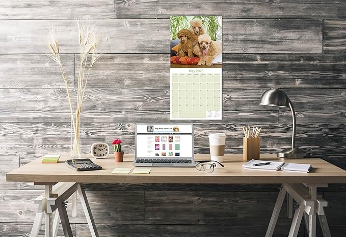 Poodle Toy and Miniature Calendar 2026 by MegaCalendars – Monthly Dog Breed Wall Calendar, Made in USA