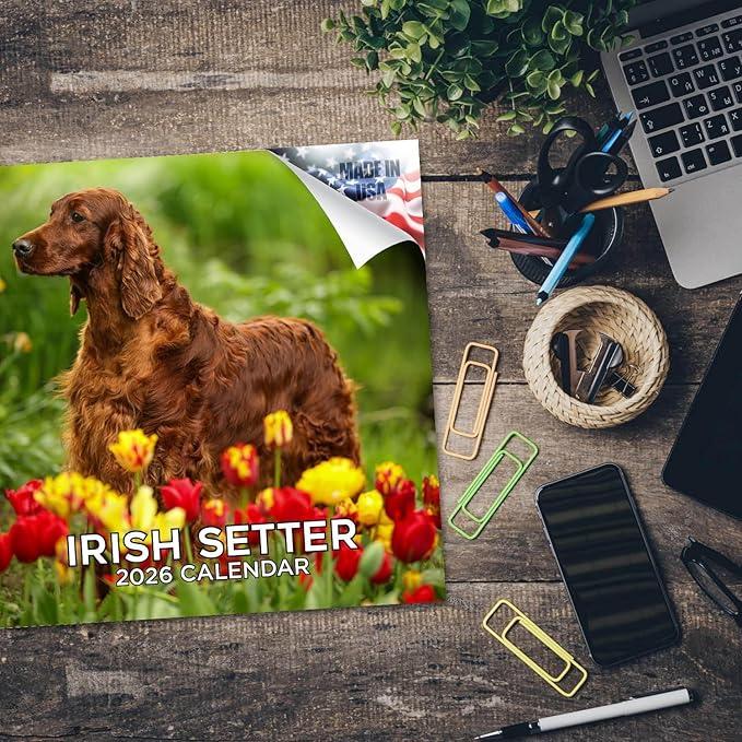 Irish Setter Calendar 2026 by MegaCalendars – Monthly Dog Breed Wall Calendar, Made in USA