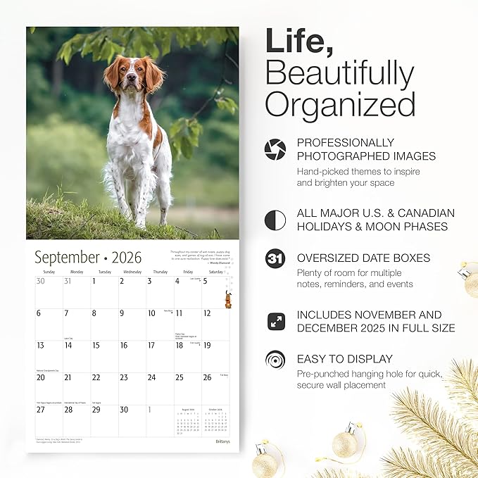 RED EMBER Brittanys 2026 Wall Calendar 12 Month | 12" x 24" Open | Thick & Sturdy Paper | Giftable | Cute Spaniel Puppy Dog Calendar 2026