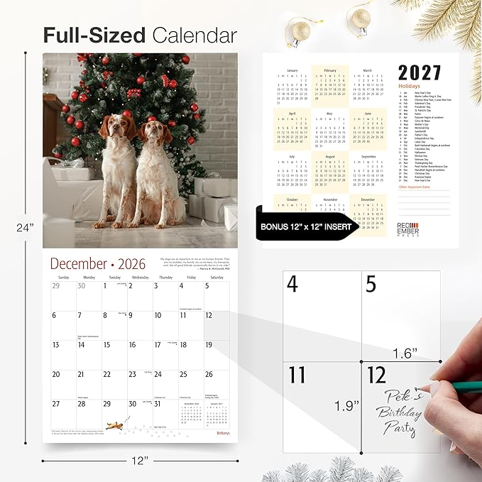 RED EMBER Brittanys 2026 Wall Calendar 12 Month | 12" x 24" Open | Thick & Sturdy Paper | Giftable | Cute Spaniel Puppy Dog Calendar 2026