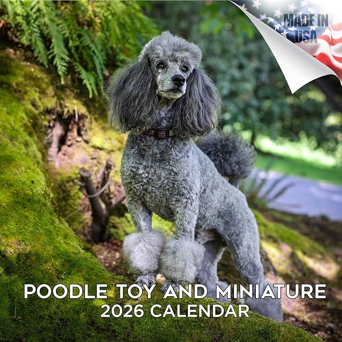 Poodle Toy and Miniature Calendar 2026 by MegaCalendars – Monthly Dog Breed Wall Calendar, Made in USA