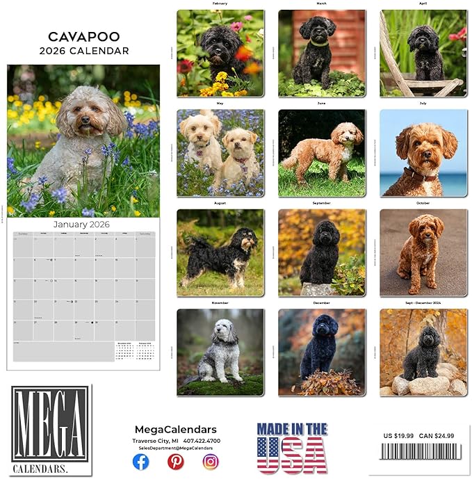 Cavapoo Calendar 2026 by MegaCalendars – Monthly Dog Breed Wall Calendar, Made in USA