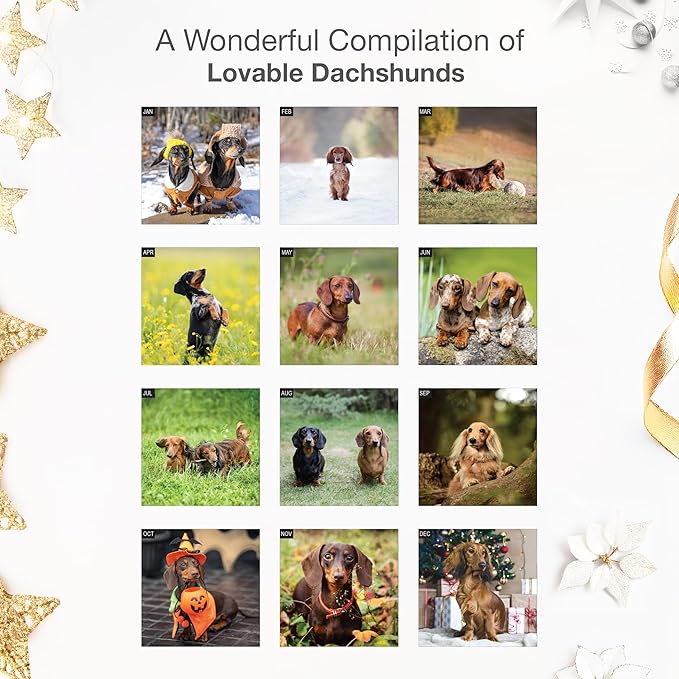 RED EMBER Select - Dachshunds 2026 Wall Calendar 12 Month | 12" x 24" Open | Thick & Sturdy Paper | Giftable | Cute Puppy Weiner Dog Calendar 2026