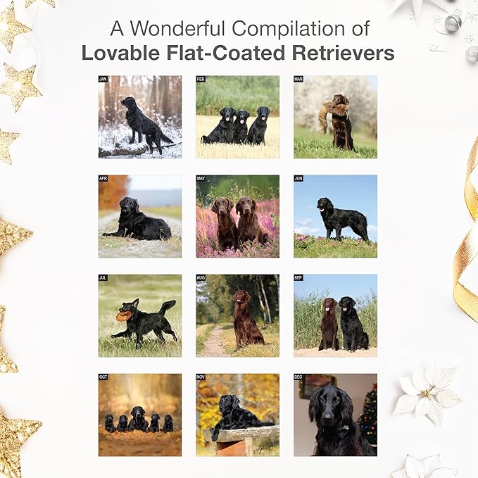 RED EMBER Flat-Coated Retrievers 2026 Wall Calendar 12 Month | 12" x 24" Open | Thick & Sturdy Paper | Giftable | Cute Puppy Dog Calendar 2026