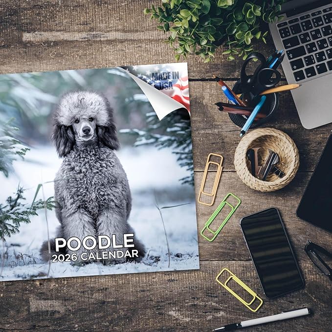 Poodle Calendar 2026 – 16-Month Dog Breed Wall Calendar by MegaCalendars – Large Daily Blocks, Thick No-Bleed Paper, Made in USA