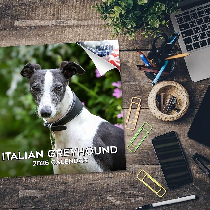 Italian Greyhound Calendar 2026 by MegaCalendars – Monthly Dog Breed Wall Calendar, Made in USA
