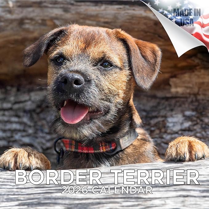 Border Terrier Calendar 2026 by MegaCalendars – Monthly Dog Breed Wall Calendar, Made in USA