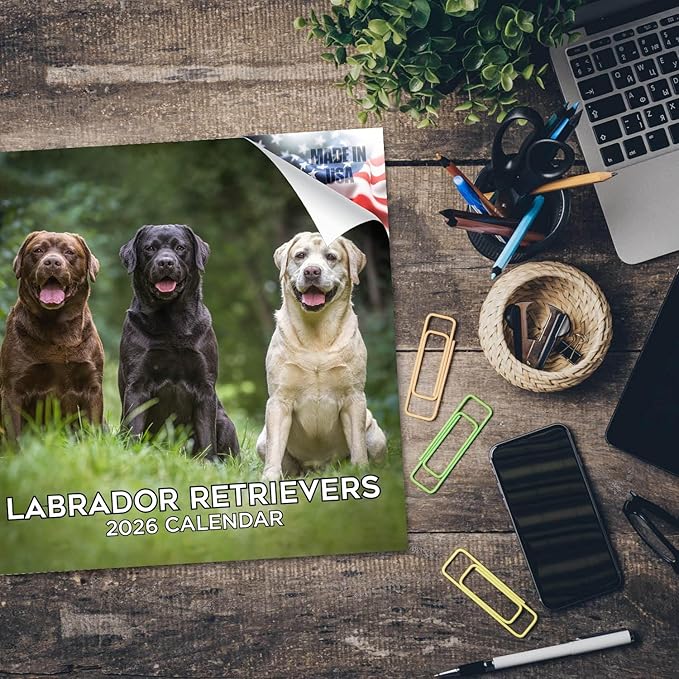 Labrador Retriever Calendar 2026 – 16-Month Dog Breed Wall Calendar by MegaCalendars – Black, Brown & Yellow Labs – Large Daily Blocks, Thick No-Bleed Paper, Made in USA