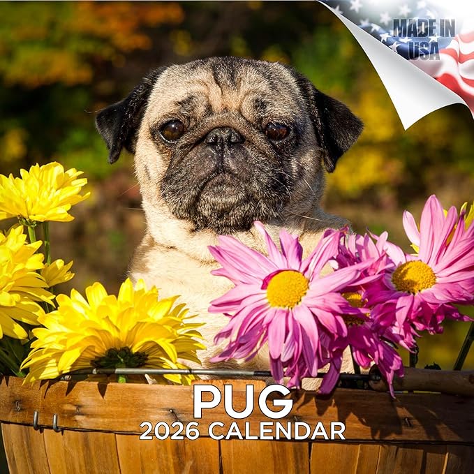 Pug Calendar 2026 by MegaCalendars – Monthly Dog Breed Wall Calendar, Made in USA