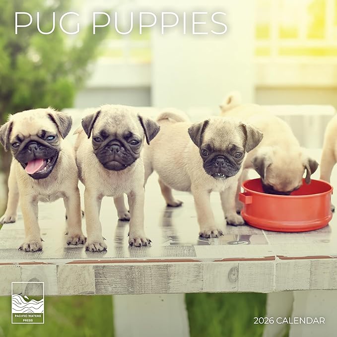 Pug Puppy Wall Calendar 2026| 12" x 24" Open | Dog Calendar Photography Thick & Sturdy Paper for Organizing & Planning | Office Kitchen Decor or Gift | Pacific Waters Press (Pug Puppies)