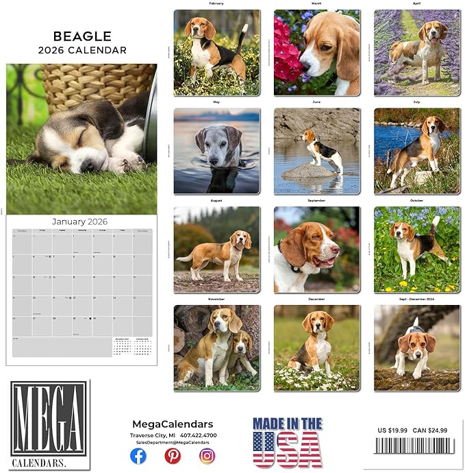 Beagle Calendar 2026 by MegaCalendars – Monthly Dog Breed Wall Calendar, Made in USA