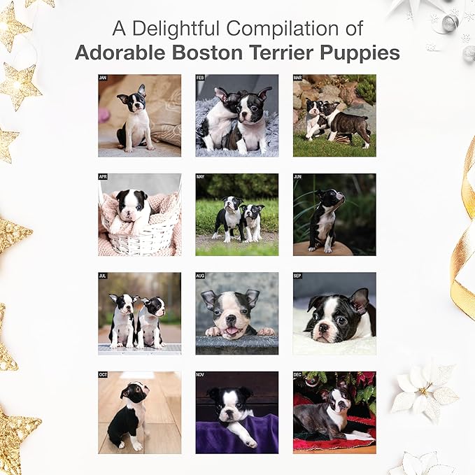 RED EMBER Select - Boston Terrier Puppies 2026 Wall Calendar 12 Month | 12" x 24" Open | Thick & Sturdy Paper | Giftable | Cute Puppy Dog Calendar 2026