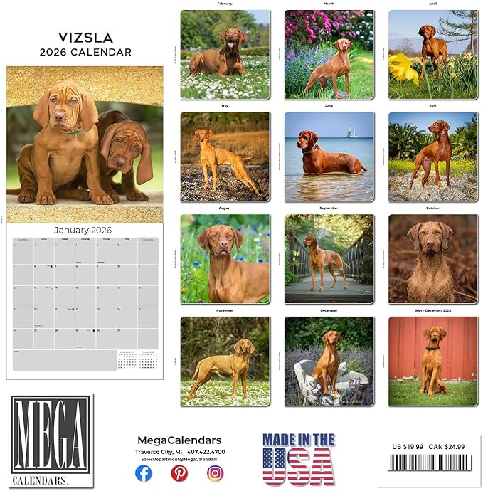 Vizsla Calendar 2026 by MegaCalendars – Monthly Dog Breed Wall Calendar, Made in USA