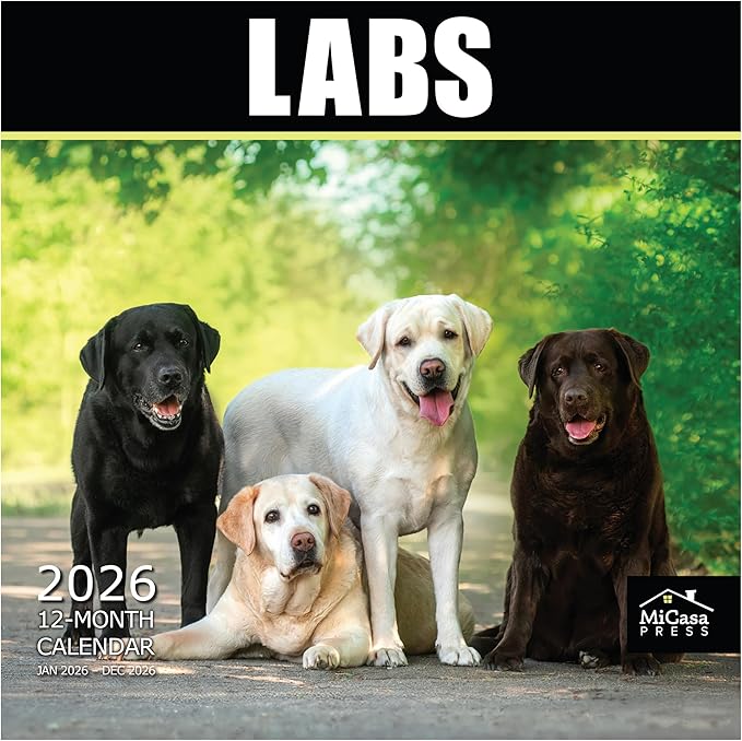 MICASA PRESS Labs 2026 Wall Calendar 12 Month | 12" x 24" Open | Thick & Sturdy Paper |Giftable | Cute Labrador Retriever Puppy Dog Calendar 2026