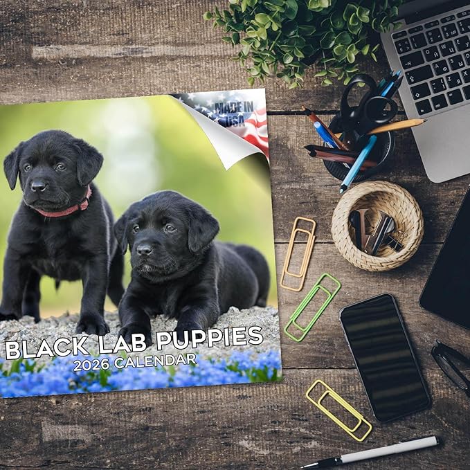 Labrador Pups Black Calendar 2026 by MegaCalendars – Monthly Dog Breed Wall Calendar, Made in USA