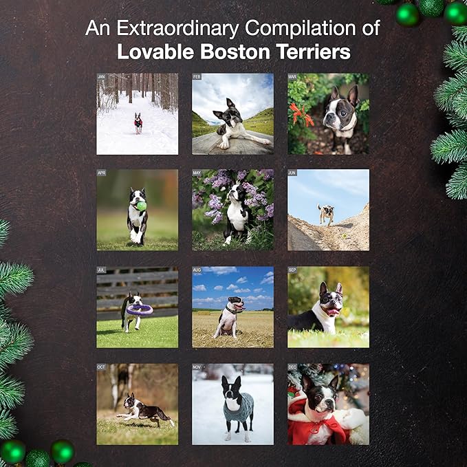 MICASA PRESS Boston Terriers 2026 Wall Calendar 12 Month | 12" x 24" Open | Thick & Sturdy Paper | Giftable | Cute Puppy Dog Calendar 2026