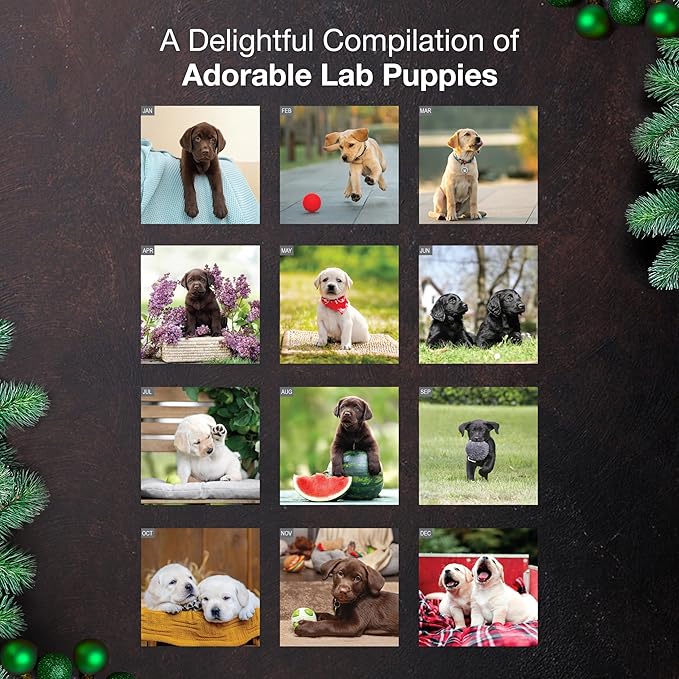 MICASA PRESS Lab Puppies 2026 Wall Calendar 12 Month | 12" x 24" Open | Thick & Sturdy Paper |Giftable| Cute Labrador Retriever Puppy Dog Calendar 2026