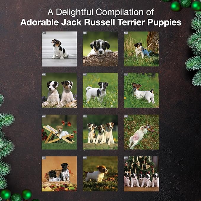 MICASA PRESS Jack Russell Terrier Puppies 2026 Wall Calendar 12 Month | 12" x 24" Open | Thick & Sturdy Paper | Giftable | Cute Puppy Dog Calendar 2026