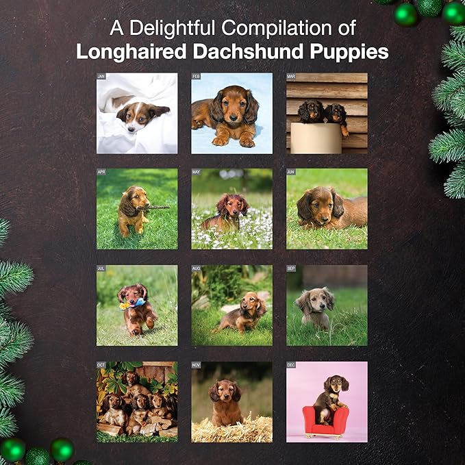 MICASA PRESS Longhaired Dachshund Puppies 2026 Wall Calendar 12 Month | 12" x 24" Open | Thick & Sturdy Paper | Giftable | Cute Weiner Puppy Dog Calendar 2026