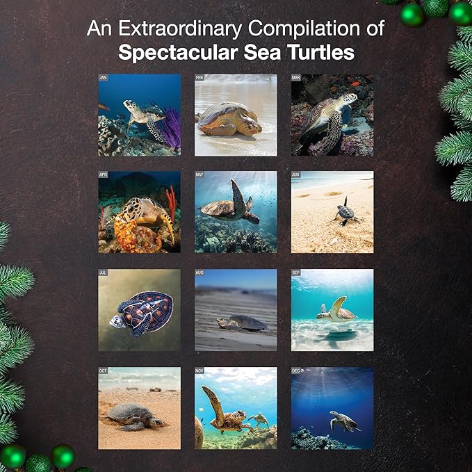 MICASA PRESS Sea Turtles 2026 Wall Calendar 12 Month | 12" x 24" Open | Thick & Sturdy Paper | Giftable | Animal Calendar 2026