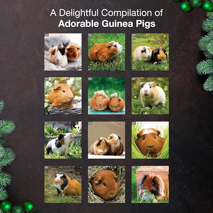 MICASA PRESS Guinea Pigs 2026 Wall Calendar 12 Month | 12” x 24” Open | Thick & Sturdy Paper | Giftable | Cute Funny Animal Kids Calendar 2026