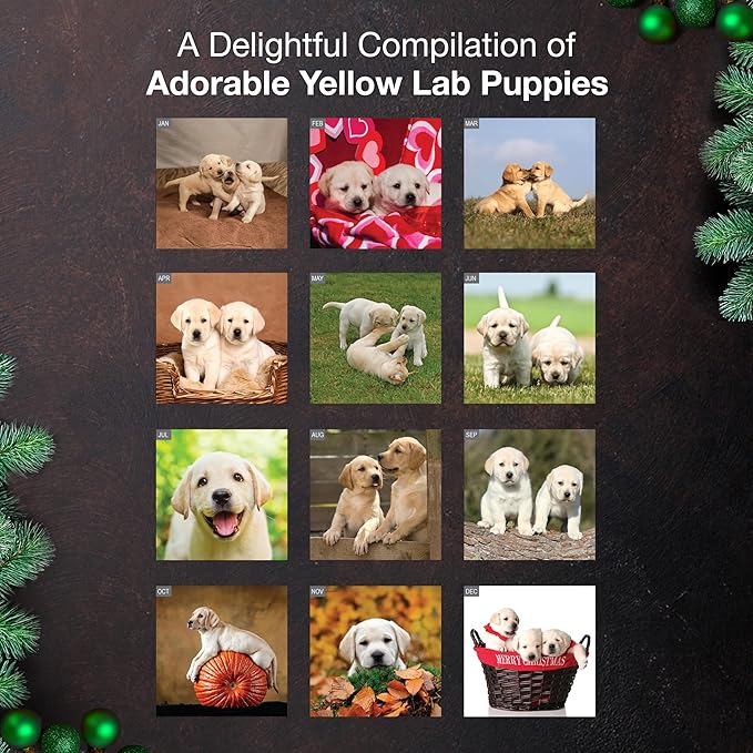 MICASA PRESS Yellow Lab Puppies 2026 Wall Calendar 12 Month | 12" x 24" Open | Thick & Sturdy Paper | Giftable | Cute Labrador Retriever Puppy Dog Calendar 2026