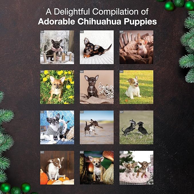 MICASA PRESS Chihuahua Puppies 2026 Wall Calendar 12 Month | 12" x 24" Open | Thick & Sturdy Paper | Giftable | Cute Puppy Dog Calendar 2026