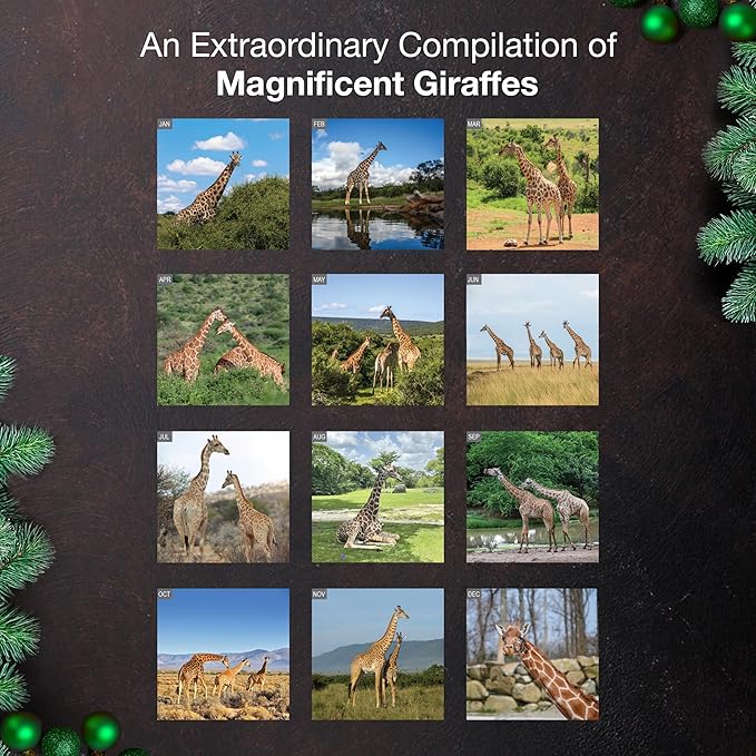 MICASA PRESS Giraffes 2026 Wall Calendar 12 Month | 12” x 24” Open | Thick & Sturdy Paper | Giftable | Animal Calendar 2026