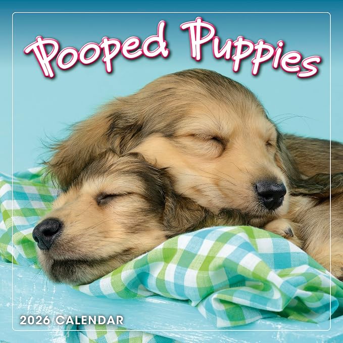Pooped Puppies 2026 Mini Wall Calendar, Cute & Funny Dog Photography, 7" x 7"